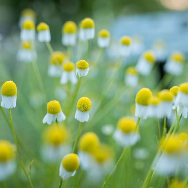 Les Champs de fleurs Yves Rocher – Centre agronomique