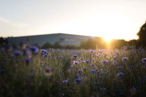 The Botanical Beauty Valley